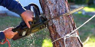 Best Tree Risk Assessment  in Paramus, NJ