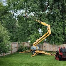 Best Tree Cabling and Bracing  in Paramus, NJ