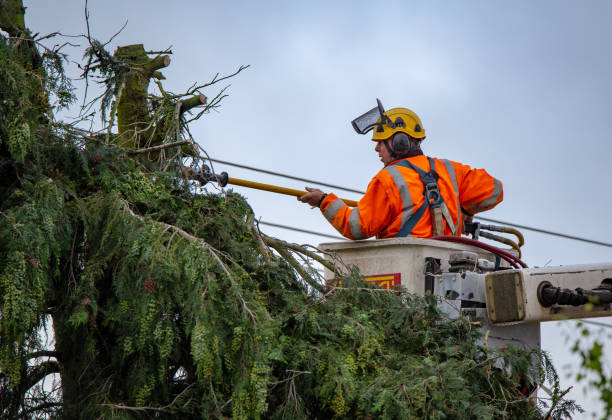  Paramus, NJ Tree Removal Services Pros