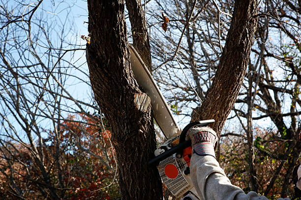 Best Tree Removal  in Paramus, NJ