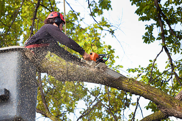 How Our Tree Care Process Works  in  Paramus, NJ