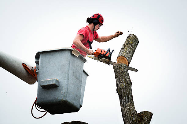 Tree and Shrub Care in Paramus, NJ