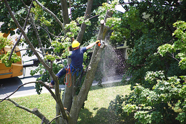 Professional Tree Removal Services in Paramus, NJ