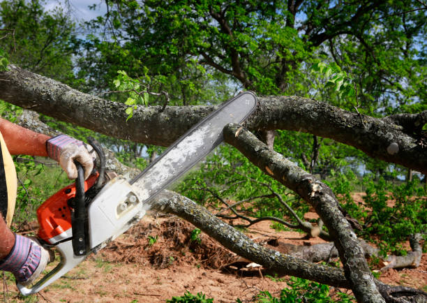 Mulching Services in Paramus, NJ